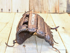 Nokona X2 Elite X2-1175 11.75" RHT Baseball Glove
